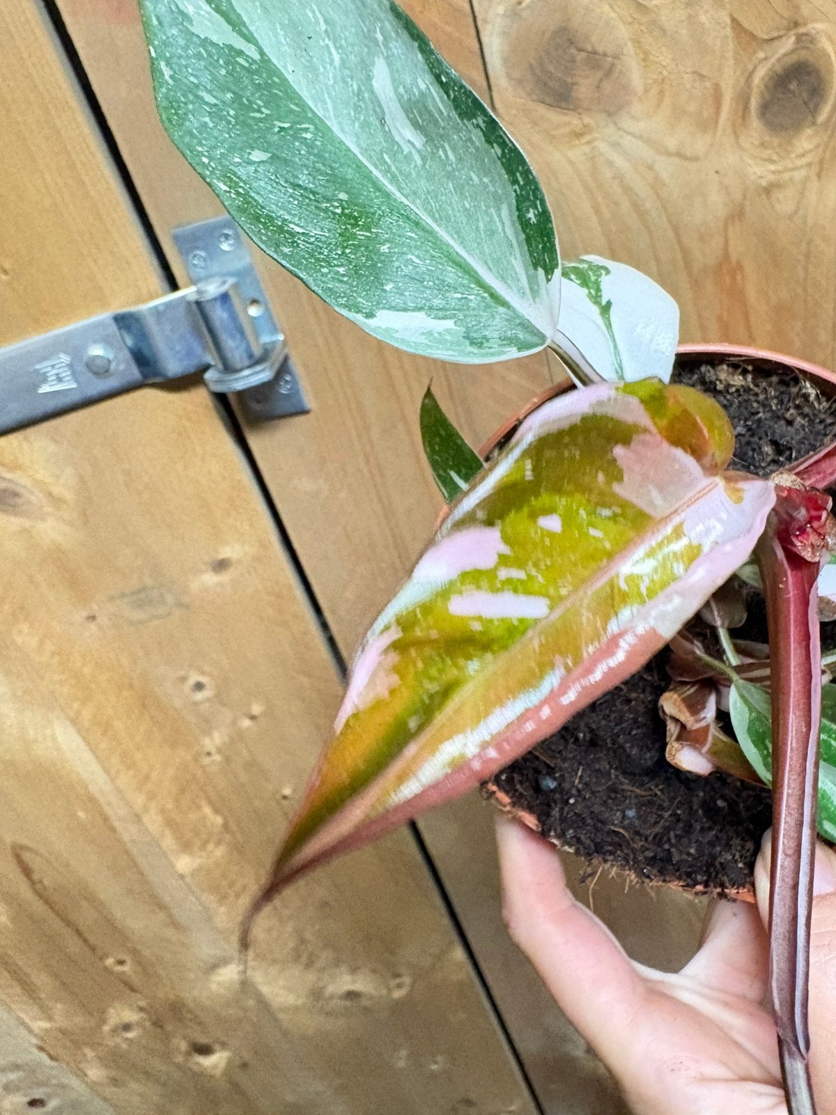 Philodendron white knight pink albo green variegata, Ophalen of Verzenden, Halfschaduw, Minder dan 100 cm