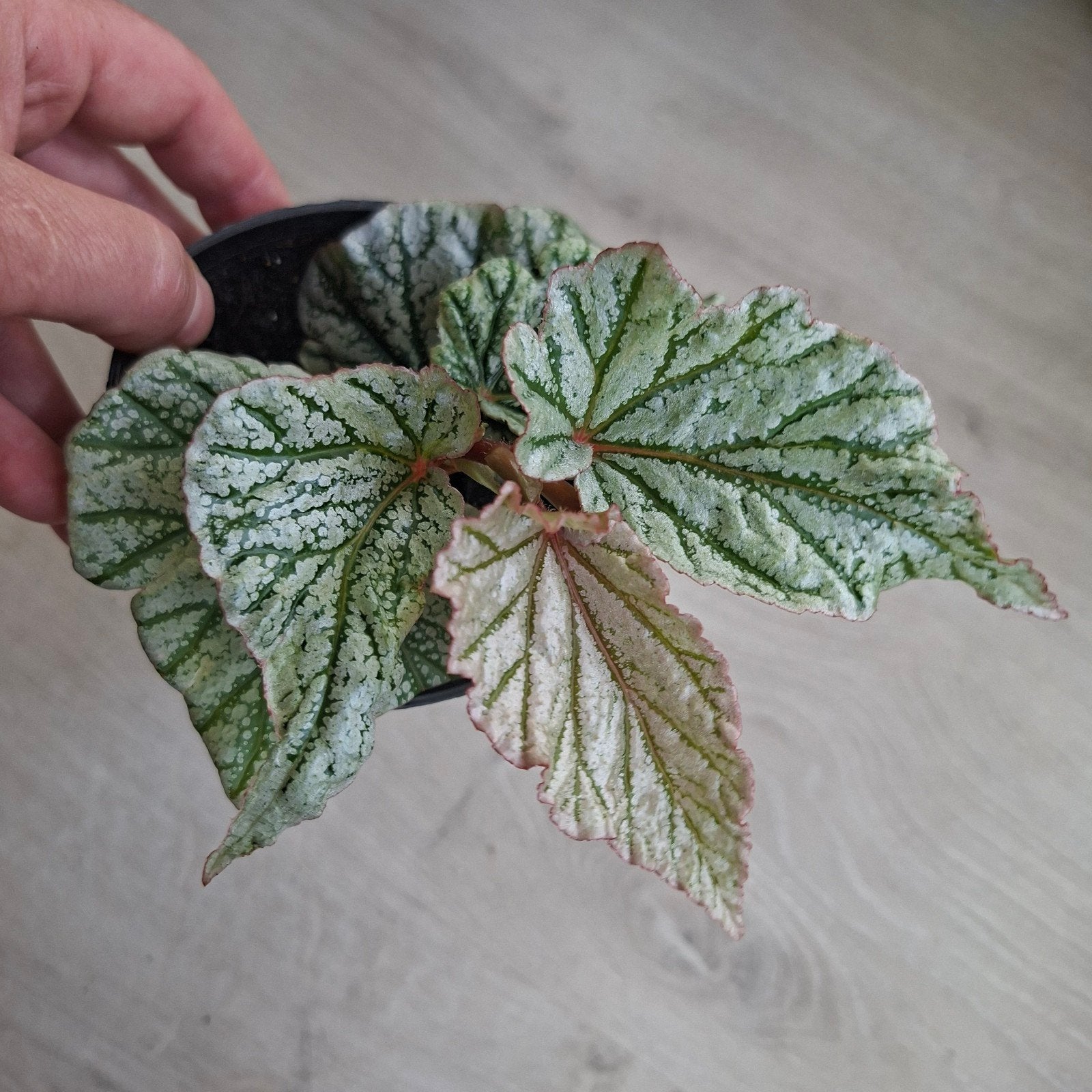 Begonia Don Miller plant, Ophalen of Verzenden, Halfschaduw, Minder dan 100 cm