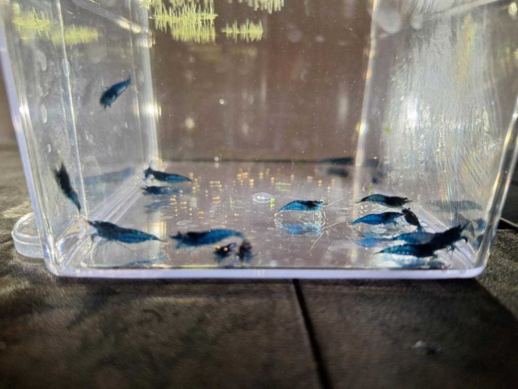 Blue dream / blauwe garnalen, Kreeft, Krab of Garnaal