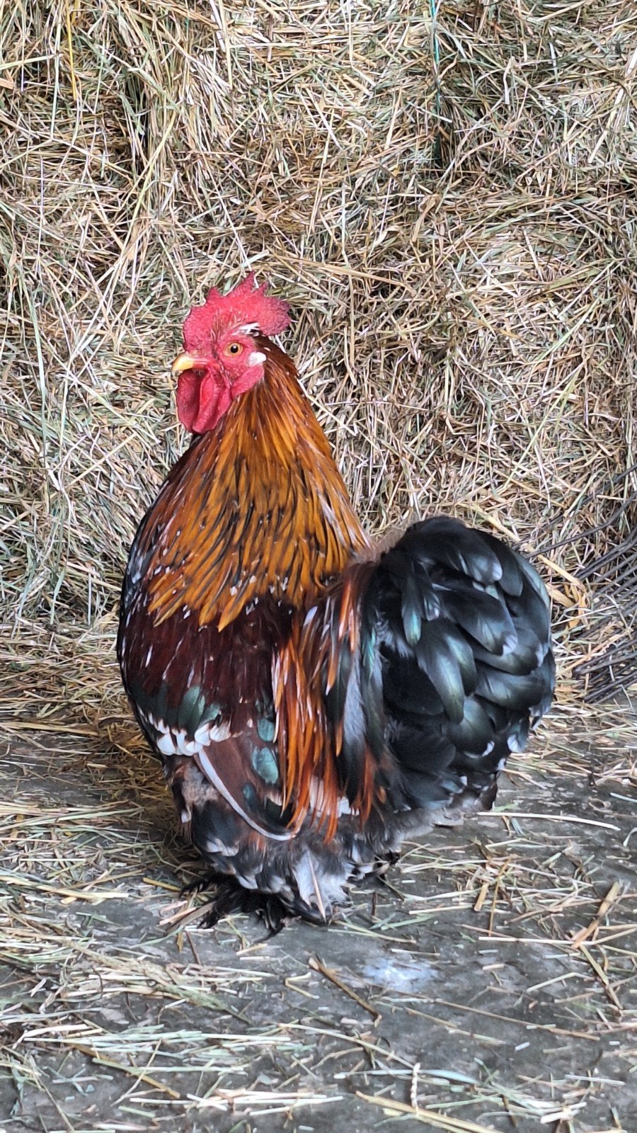 Cochin kriel haantje porselein, Dieren en Toebehoren, Mannelijk, Kip