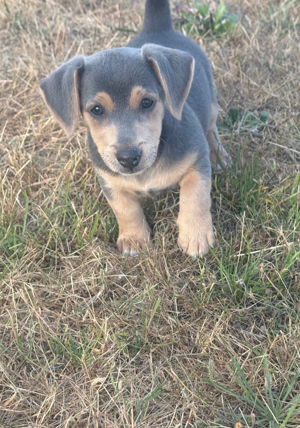 Jack russel pups nog 2 bleu en tan reutjes !!, Parvo, Jack Russell Terriër, 8 tot 15 weken, Meerdere