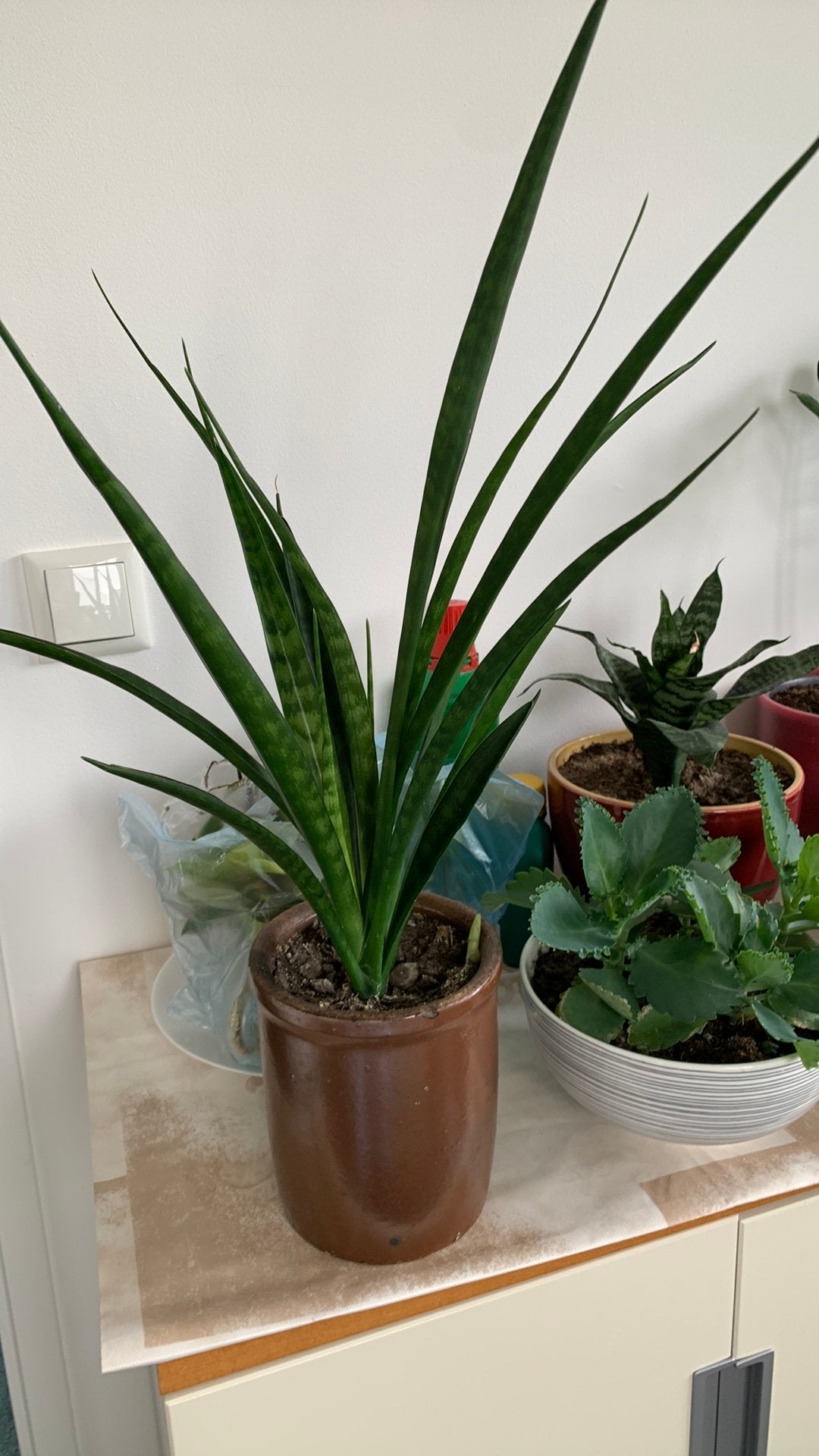 Vet plant met pot €7, Huis en Inrichting, Kamerplanten, Ophalen, Halfschaduw, Minder dan 100 cm