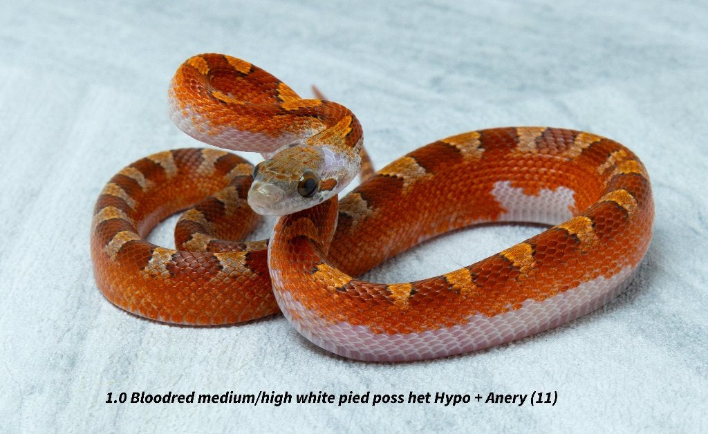 Top kwaliteit NK2026 Piedsided rattenslangen. Rat Snake photo 8