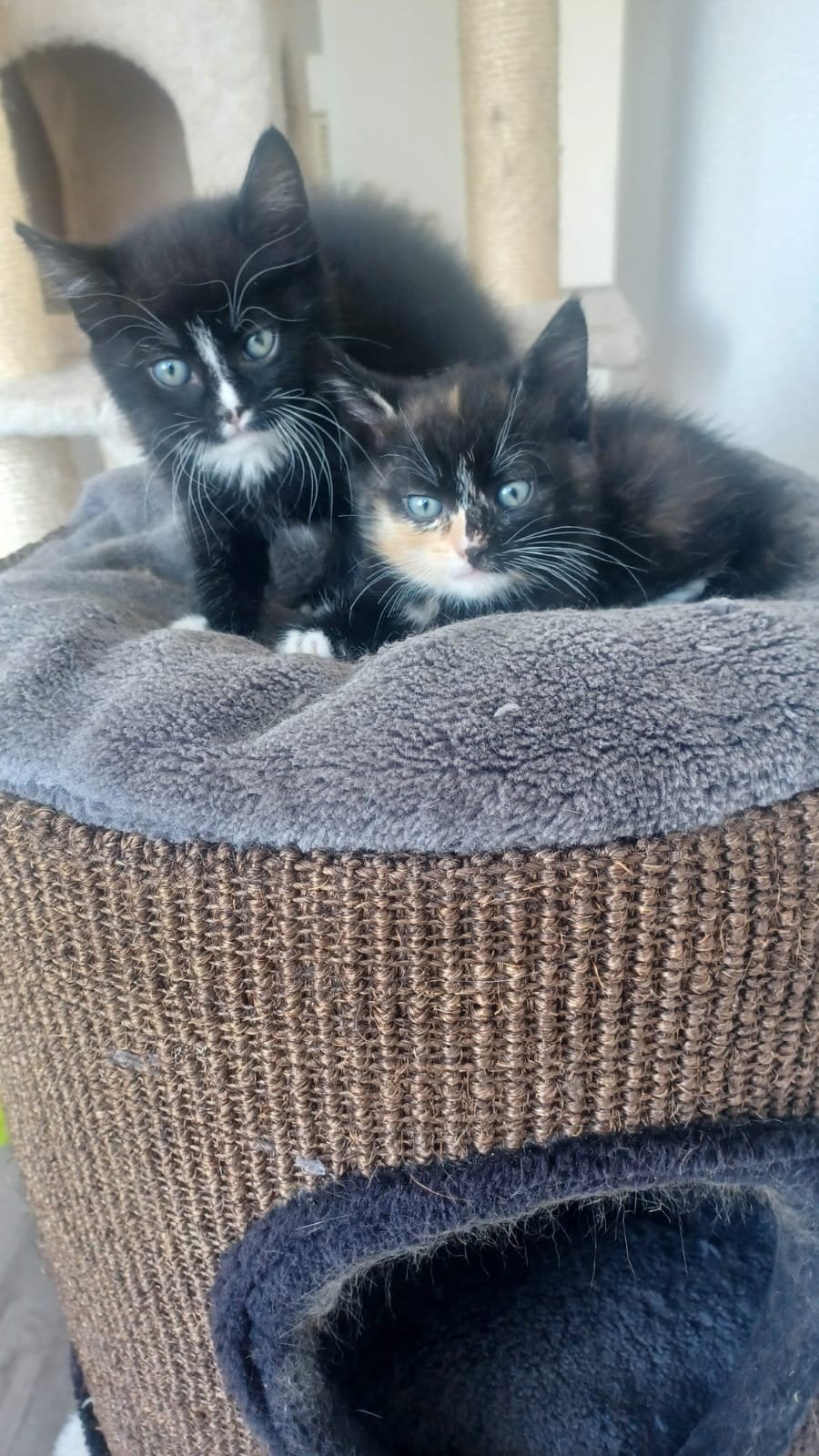 2 kittens, Poes, Kortharig, 0 tot 2 jaar