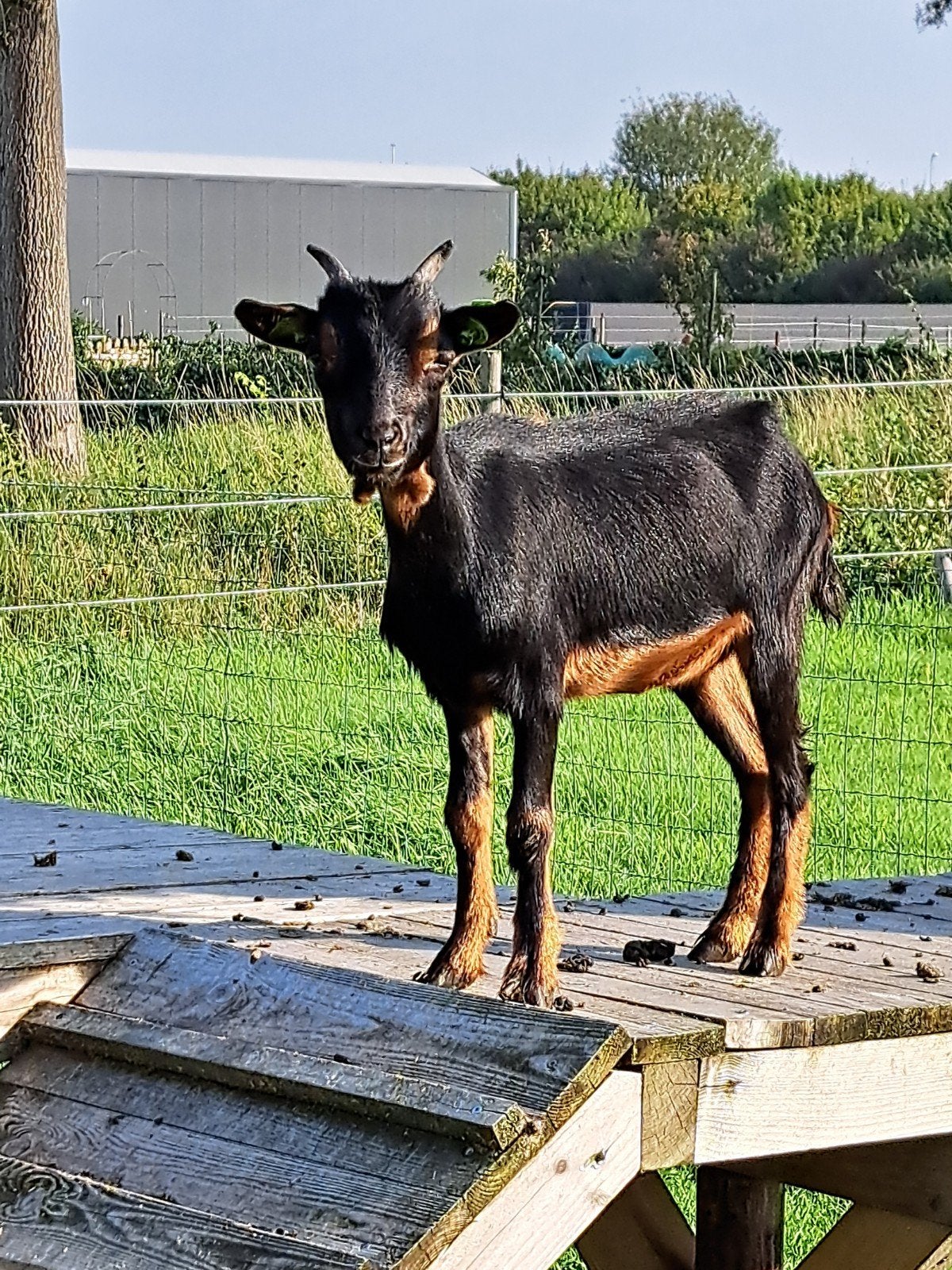 lief geitje zoekt huisje, Dieren en Toebehoren, Vrouwelijk, Geit, 0 tot 2 jaar