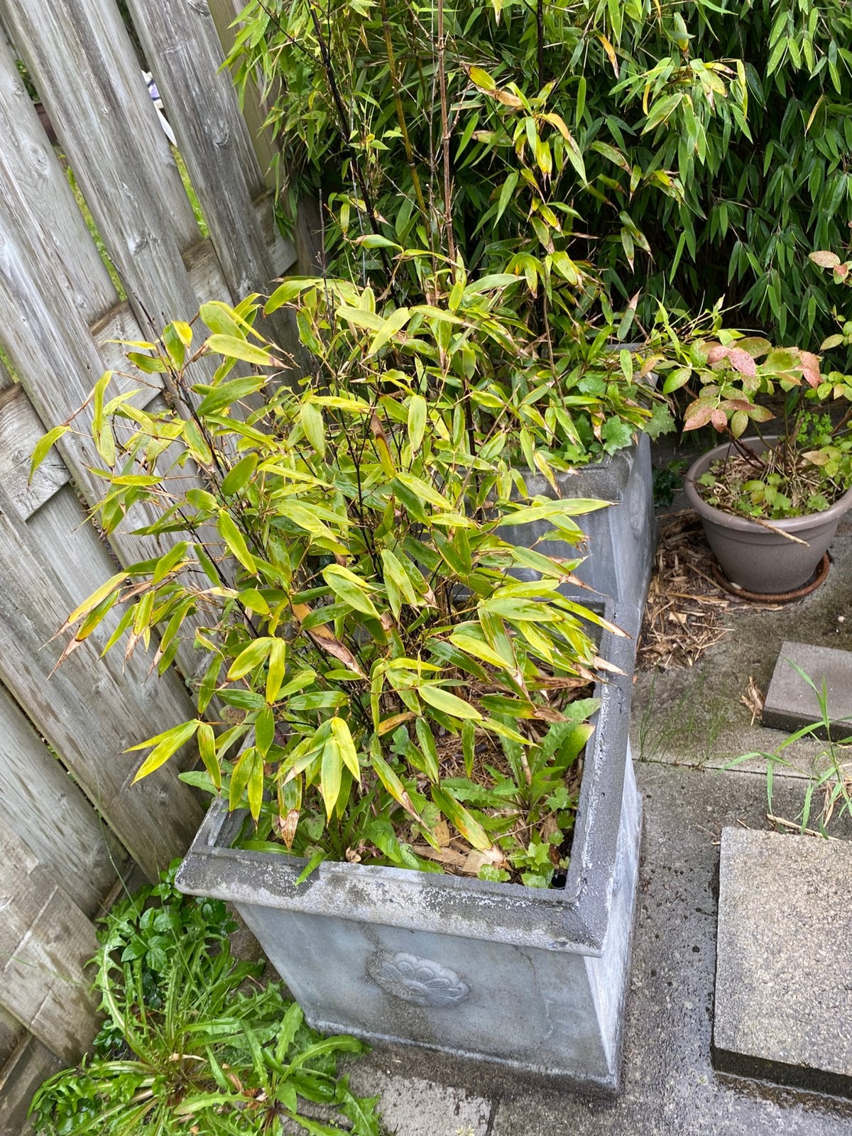 Gratis bamboe in pot, Tuin en Terras, Bloembakken en Plantenbakken, Ophalen, Gebruikt, Balkon, Minder dan 60 cm