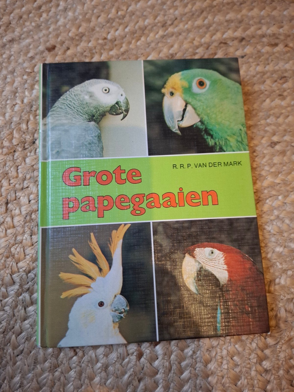 grote papegaaien, Mannelijk, Papegaai