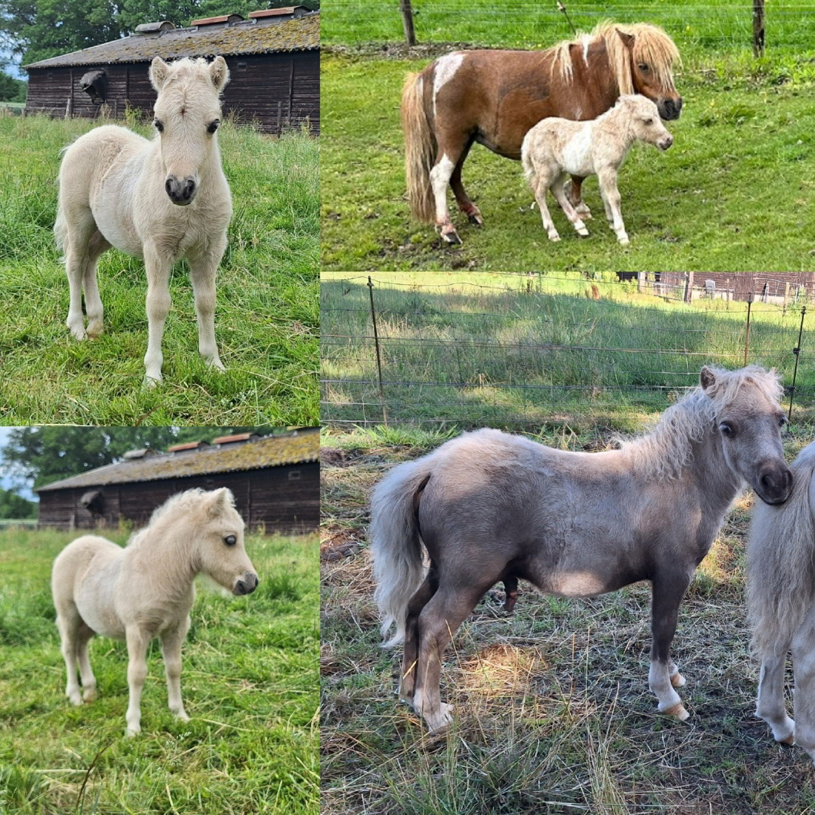 Appaloosa merrie + drie veulens palominobont - pintaloosa, Merrie, A pony (tot 1.17m), Recreatiepony, Gechipt
