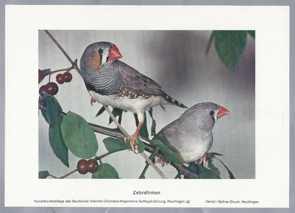 Zebravinken - Kunstprent van vogels, Gebruikt, Ophalen of Verzenden, Voor 1940, Dier