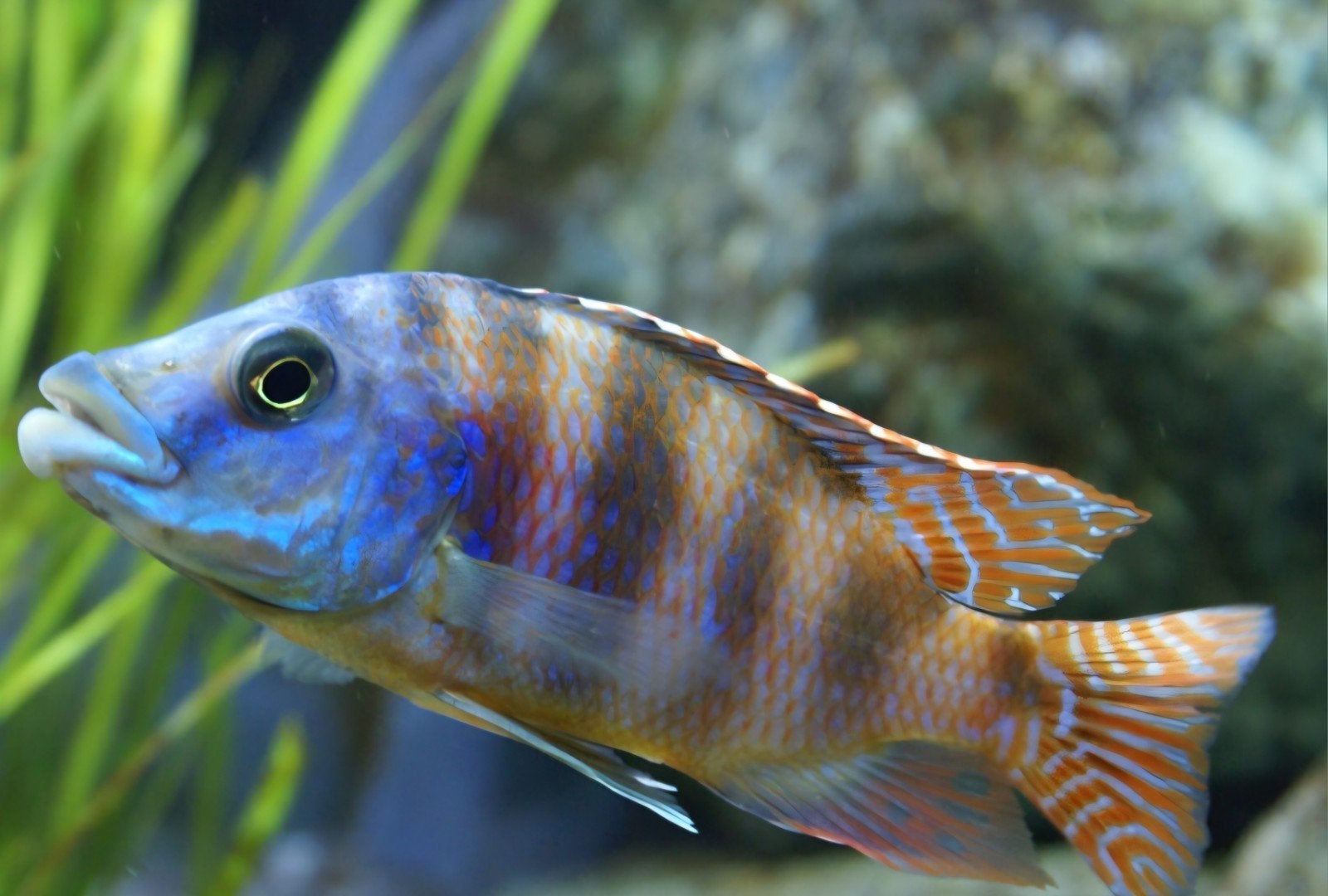 Placidochromis milomo vissen VC10 cichlide, Vis, Zoetwatervis