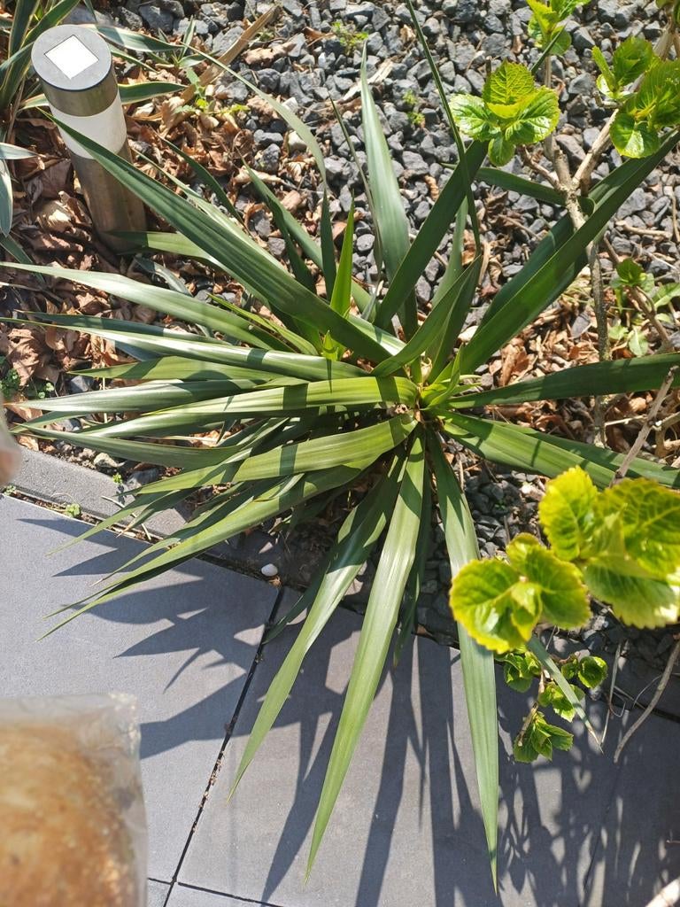 Gratis plant, zelf a.u.b. uit de grond halen., Ophalen of Verzenden, Overige soorten, Volle zon