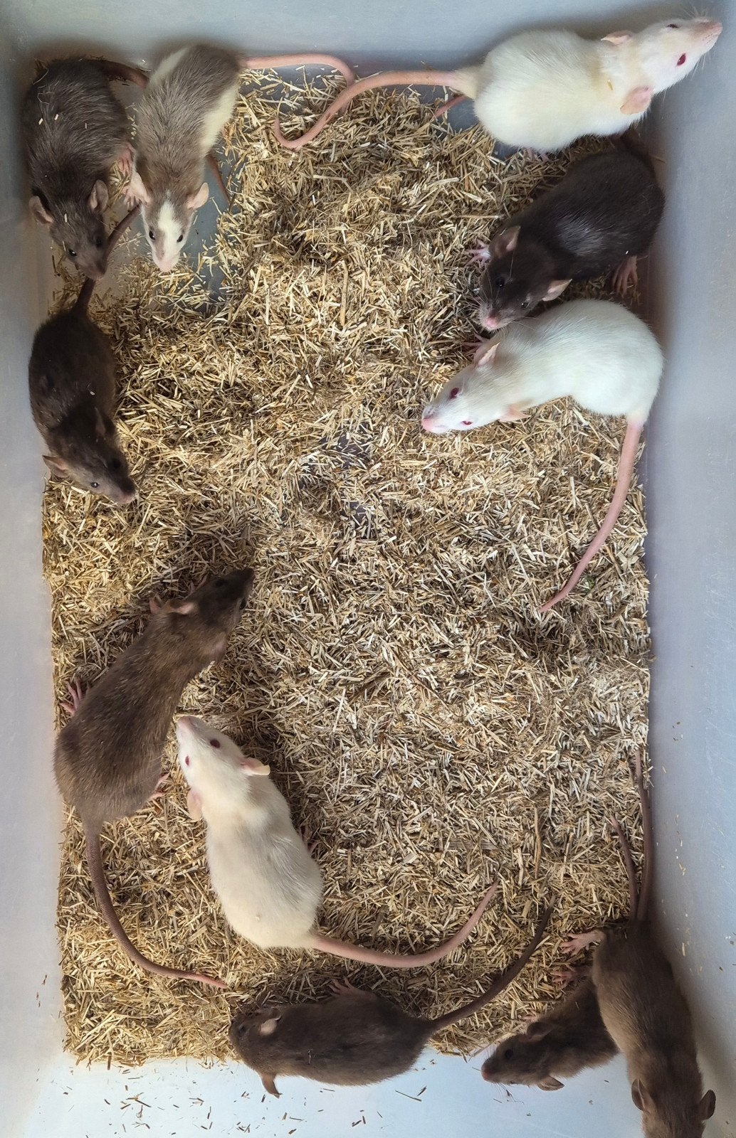 Dumbo ratjes, Dieren en Toebehoren, Augustus, Vrouwelijk, Rat