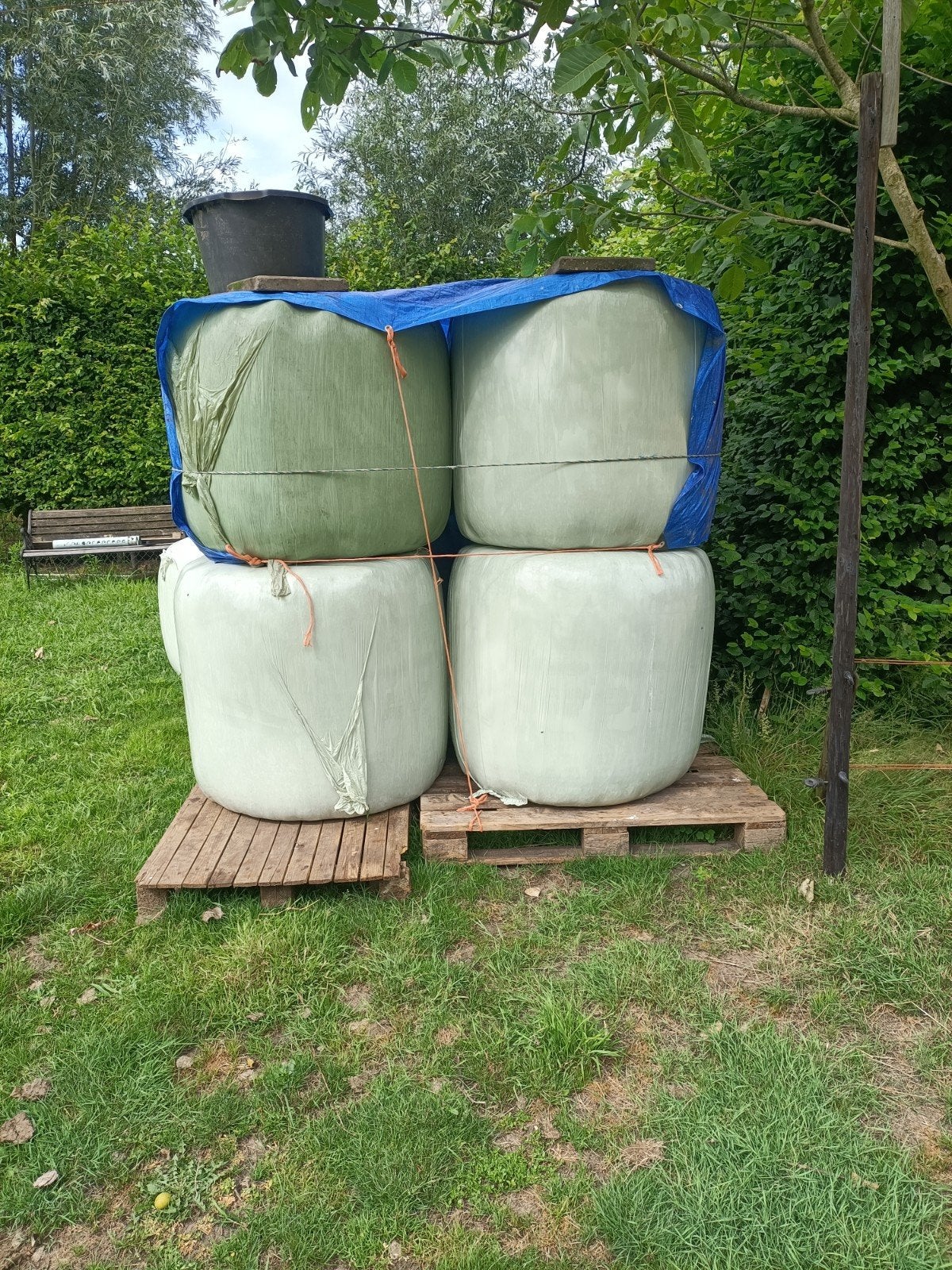 kleine balen hooi in foli, Dieren en Toebehoren, Ophalen of Verzenden