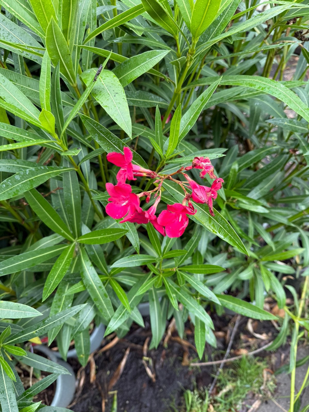 Rode oleanders 5 liter pot hoog 100/120+ pak je kans, Volle zon, Vaste plant, Zomer, Ophalen