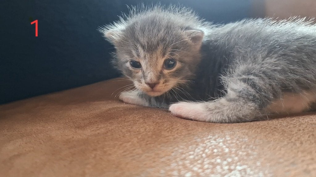 Kittens te koop, Meerdere dieren, Ontwormd, 0 tot 2 jaar