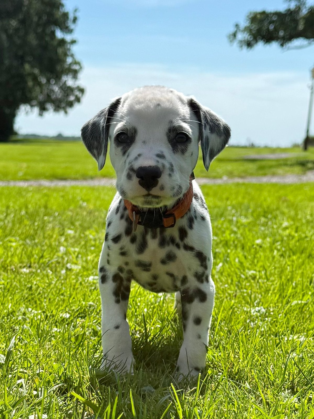 Menselijk karakter ->  lieve Dalmatiër pups beschikbaar, Overige rassen, 8 tot 15 weken, Meerdere, Meerdere dieren
