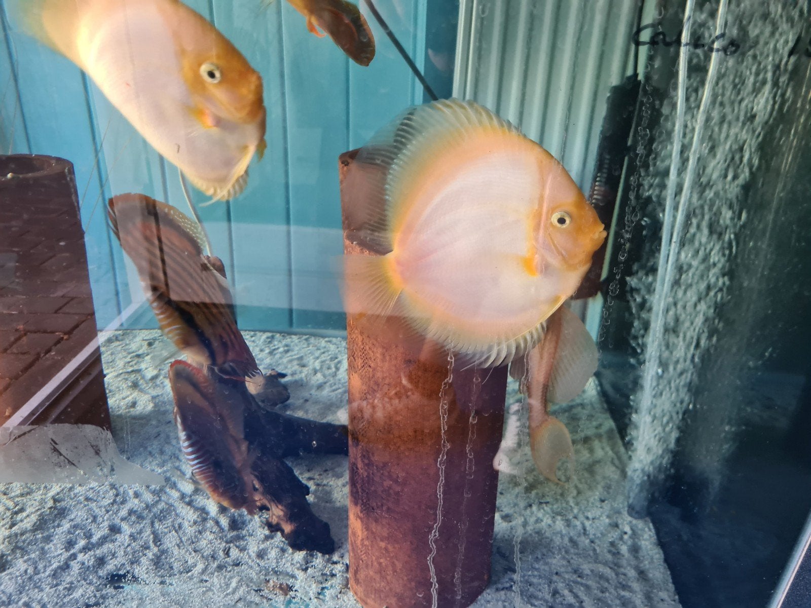 Snow White Discus, Dieren en Toebehoren, Vissen | Aquariumvissen, Vis, Zoetwatervis