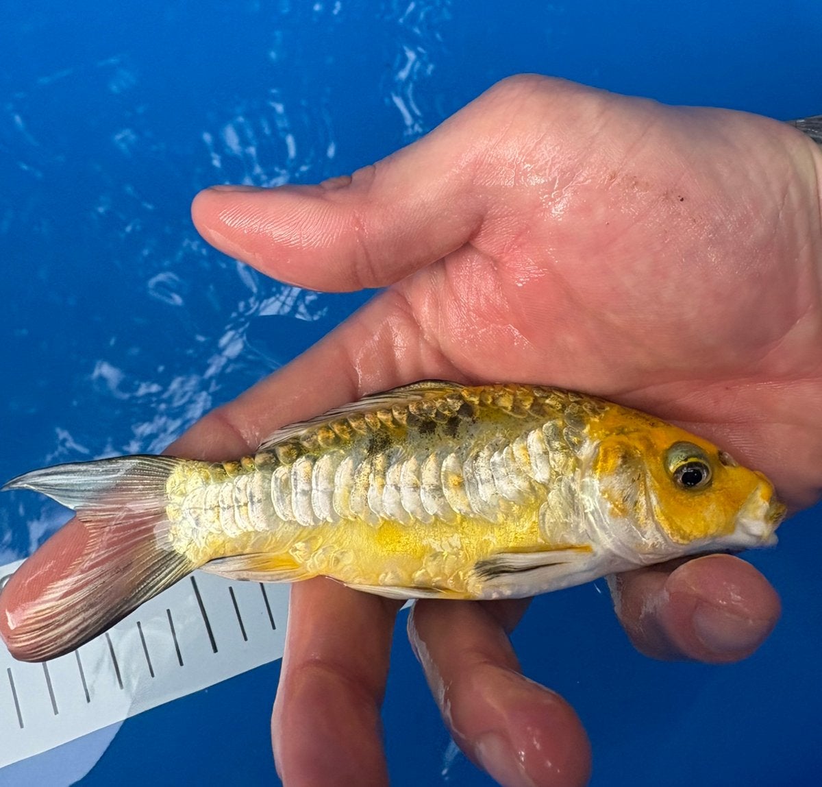 Perfecte rijenkarpers! (Koi), Karper of Koi