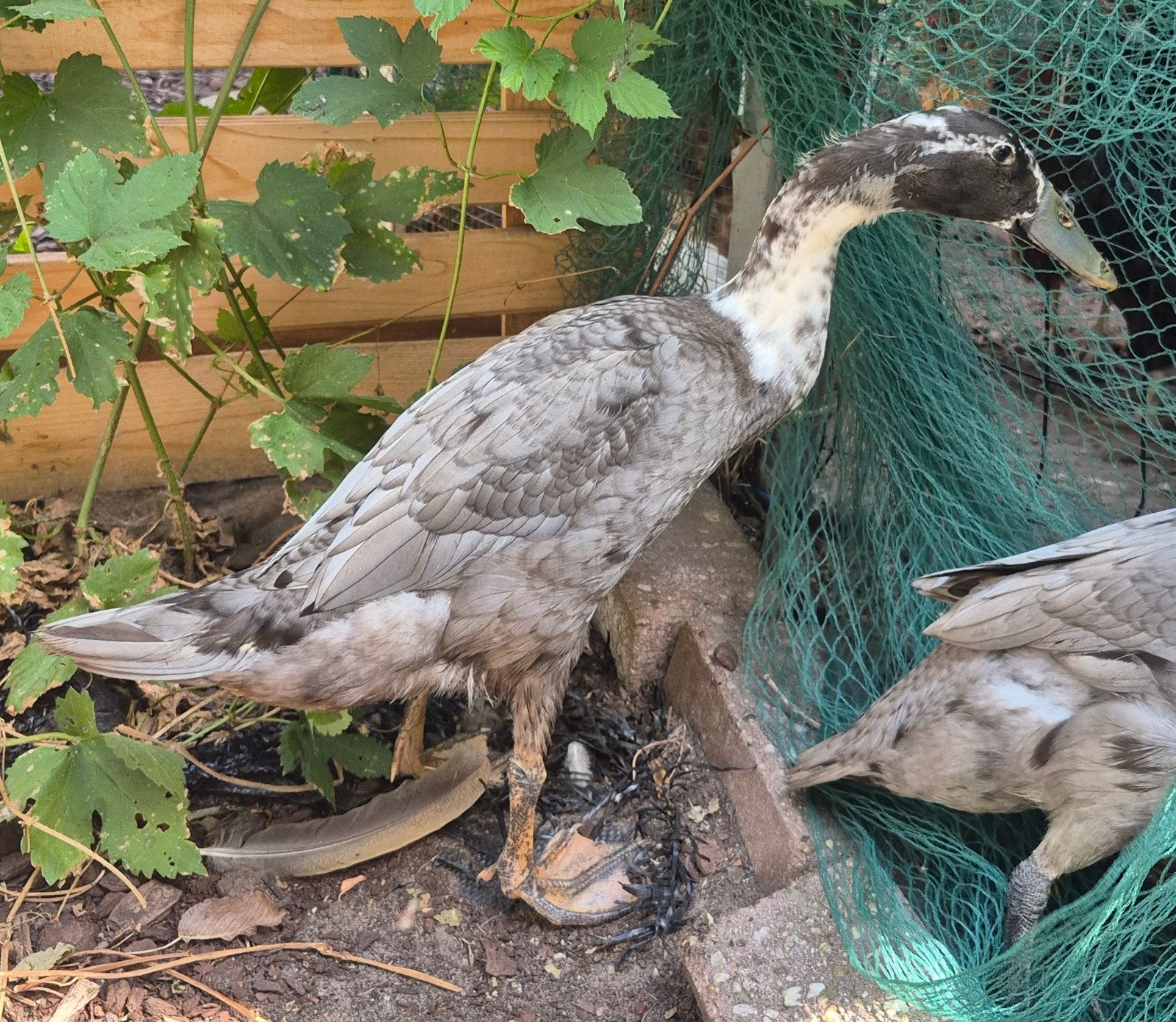 Lieve tamme eend, Mannelijk, Eend