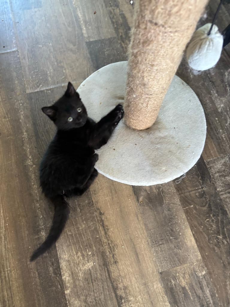 Kitten, Dieren en Toebehoren, Katten en Kittens | Overige Katten, Langharig, Meerdere dieren