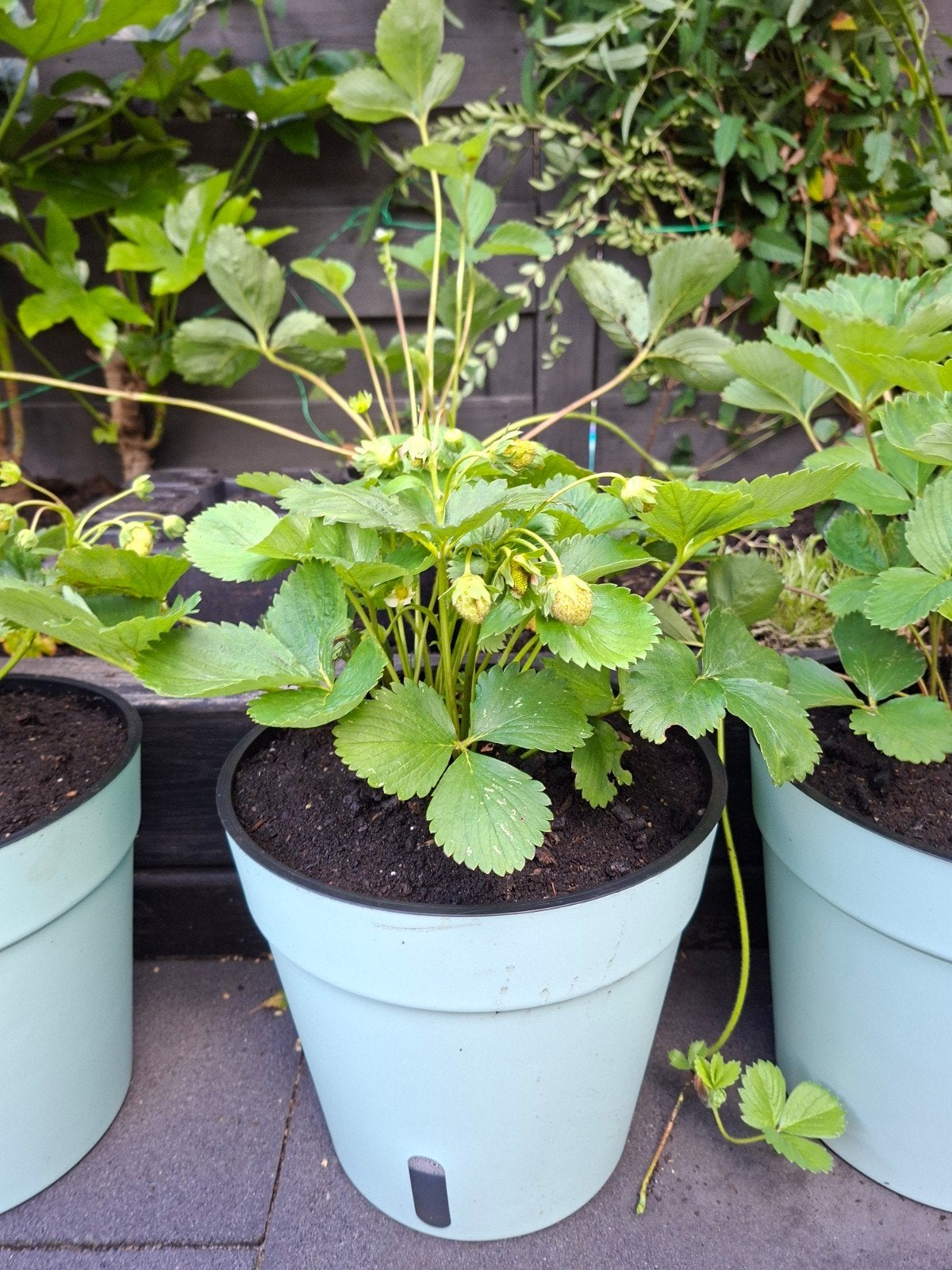 Aardbeienplant in pot - Vers fruit uit eigen tuin, Ophalen, Overige soorten, Volle zon