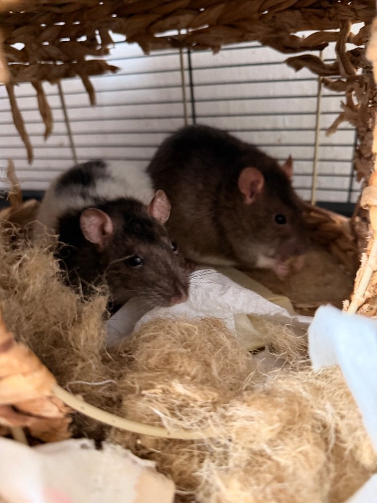 2 Lieve damesratjes op zoek naar een liefdevol huisje, Dieren en Toebehoren, December, Vrouwelijk, Rat