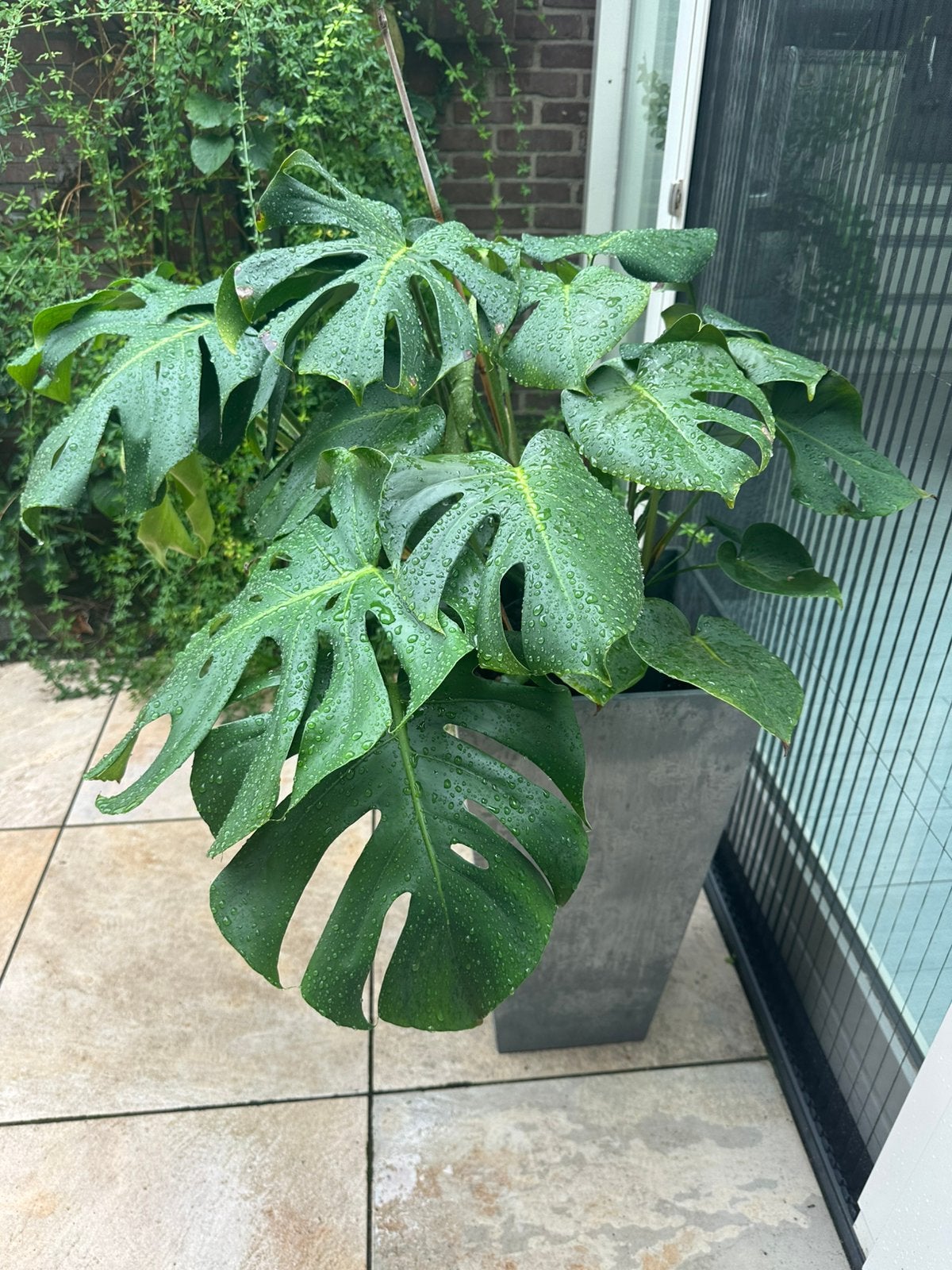Gatenplant of monstera prachtige gezonde plant 75h x 125b125, Ophalen, Overige soorten, Halfschaduw, In pot