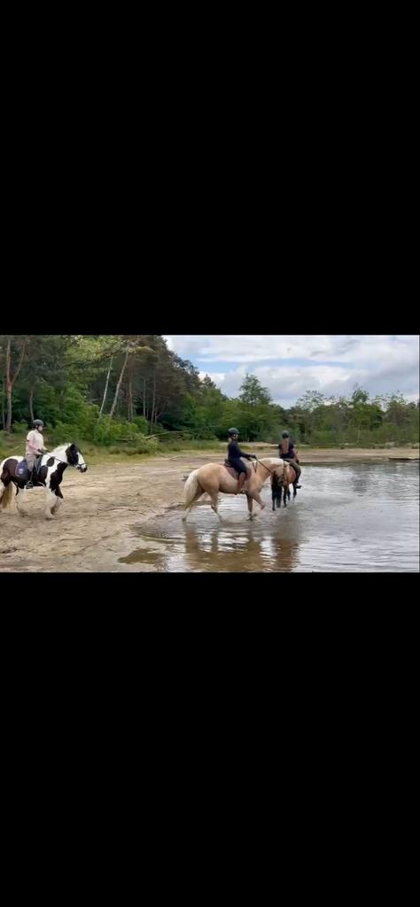 Paardrijles/verzorg pony/leas pony, Diensten en Vakmensen, Dieren | Paarden | Verzorging, Oppas en Les, Paardrijles of Ponykampen