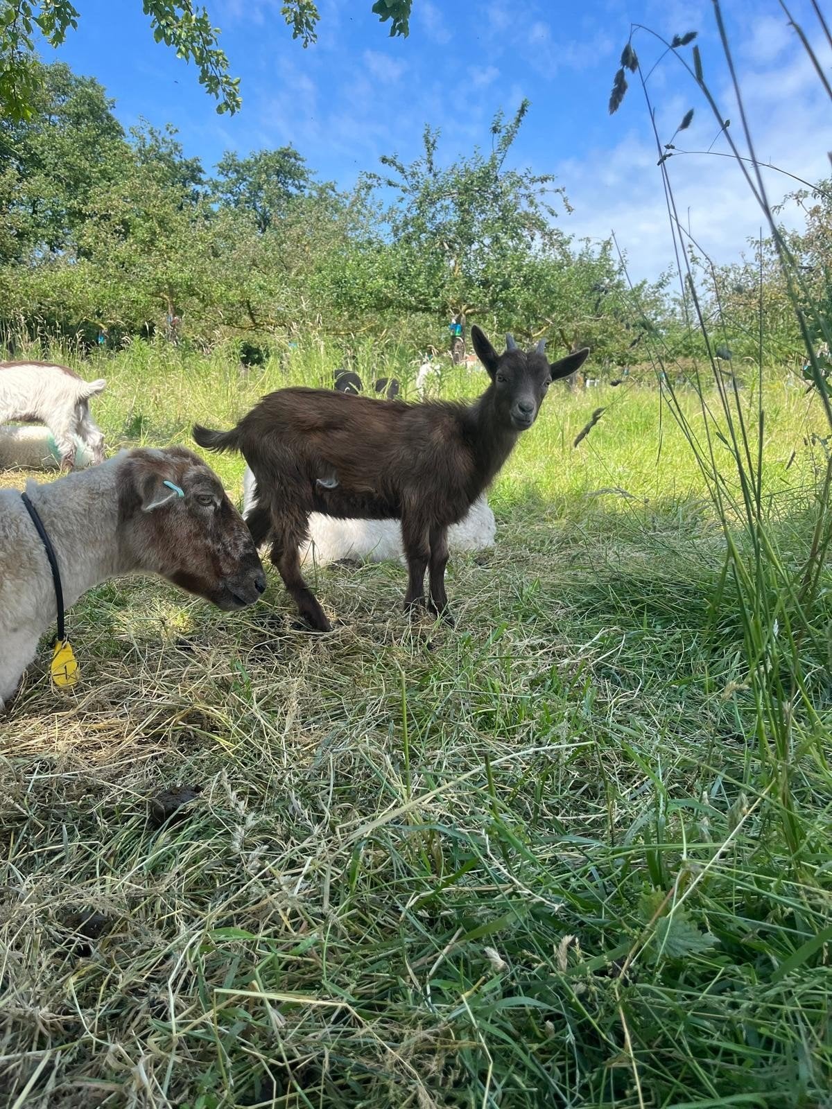 Landgeit geitje, Dieren en Toebehoren, Vrouwelijk, Geit, 0 tot 2 jaar