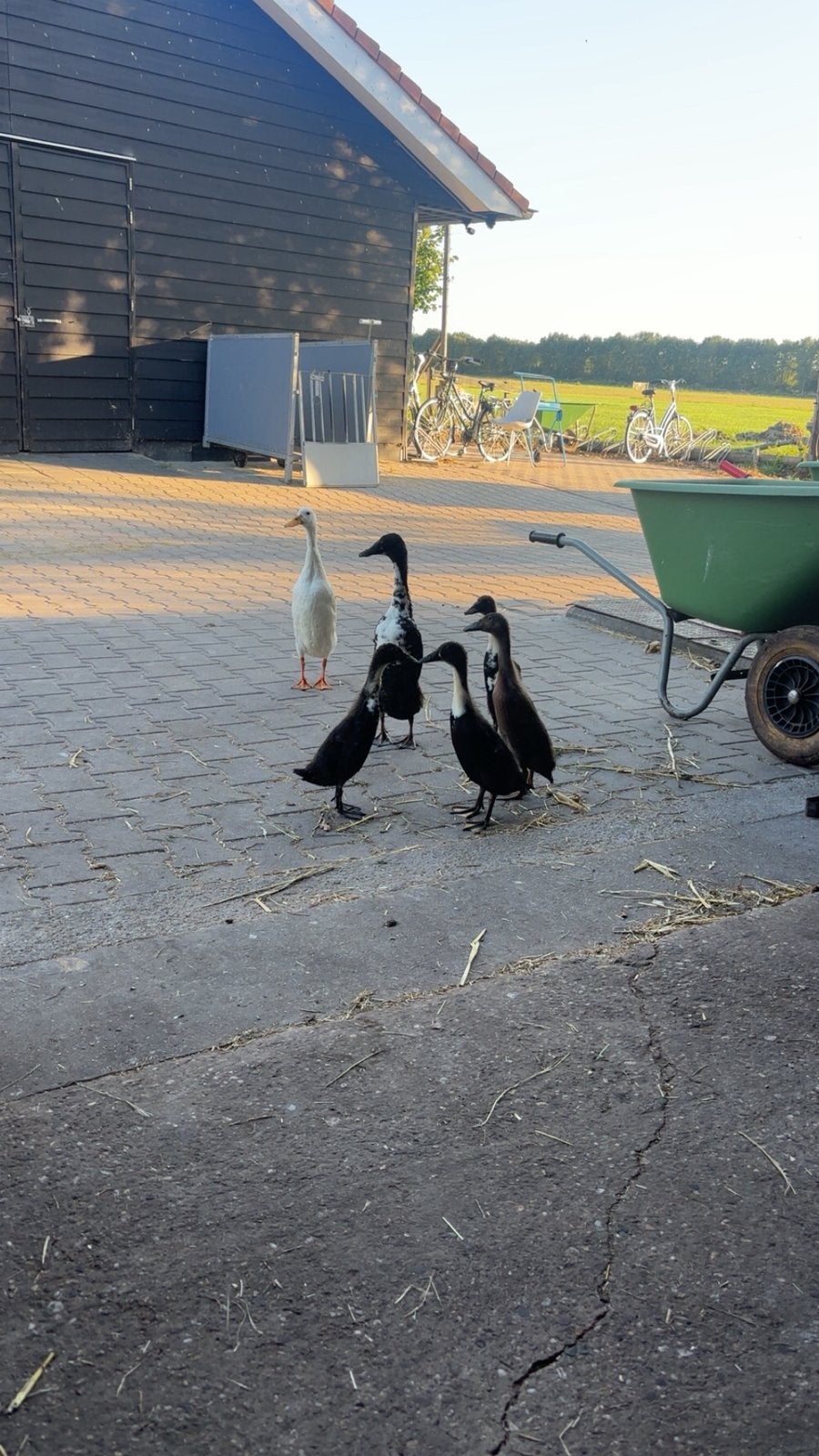 Indische loopeenden kuikens, Dieren en Toebehoren, Meerdere dieren, Eend