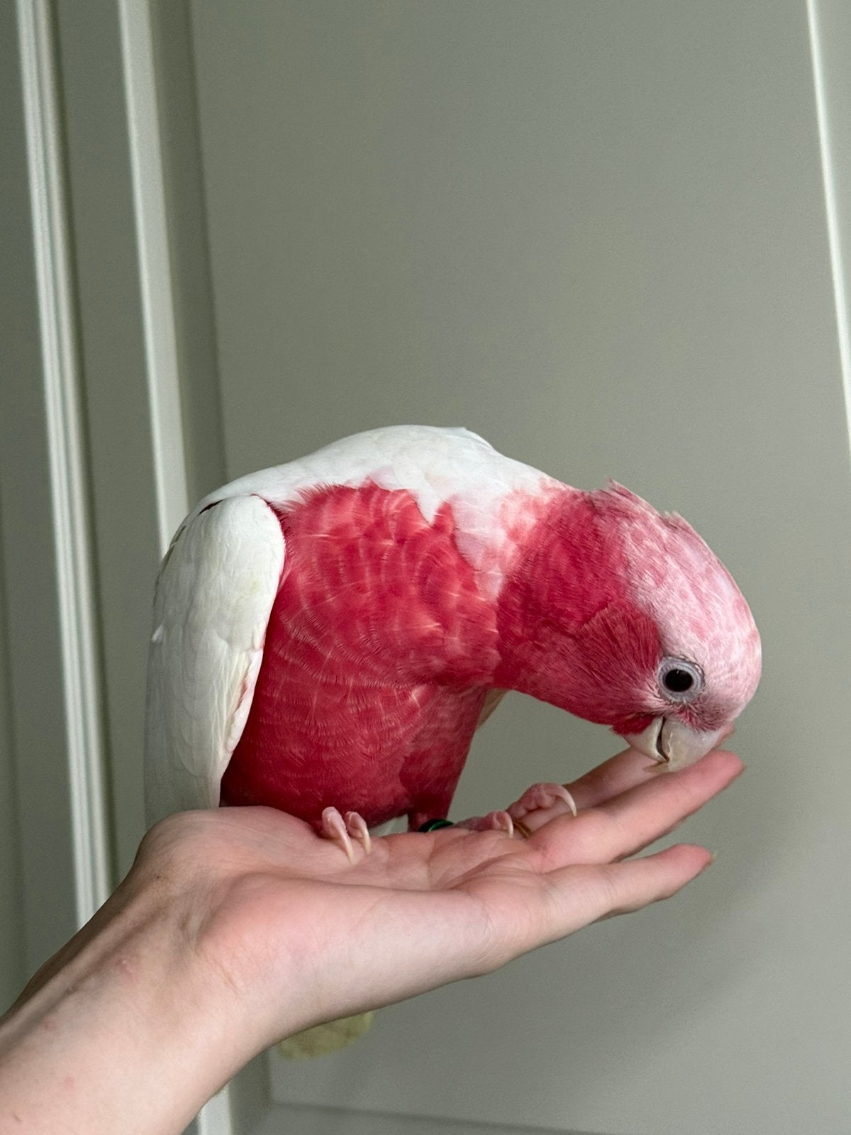 Jonge lutino rosé kaketoe man, Mannelijk, Papegaai, Pratend