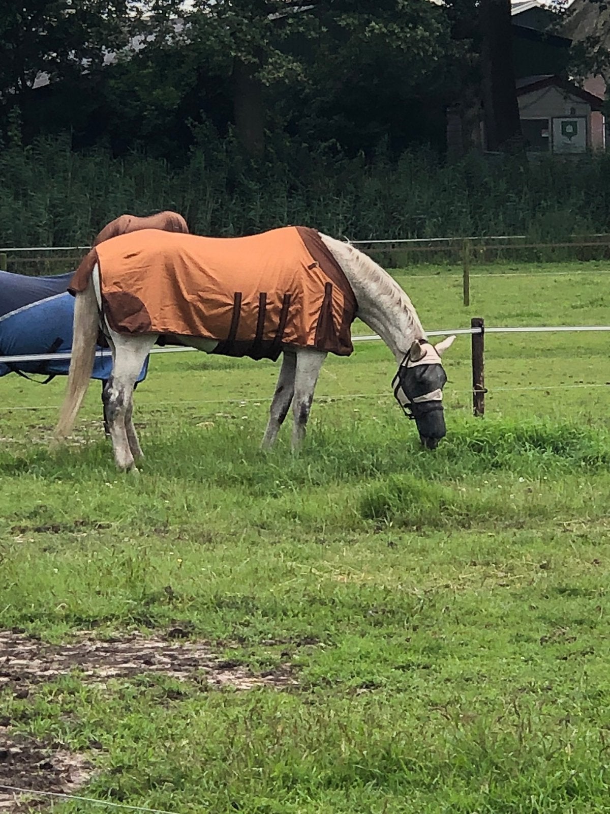Gezocht:leuke shetlander voor weidemaatje!!