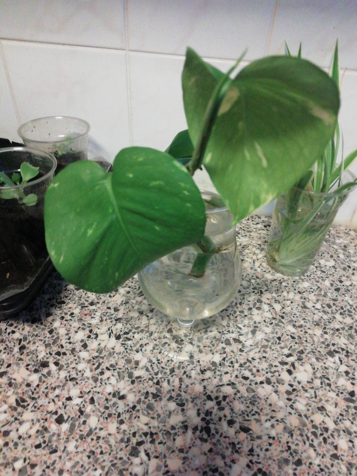 Gratis q%Epipremnum Aureum stekje - Scindapsus - Drakenklimo, Ophalen, Vaste plant, Bloeit niet, Halfschaduw