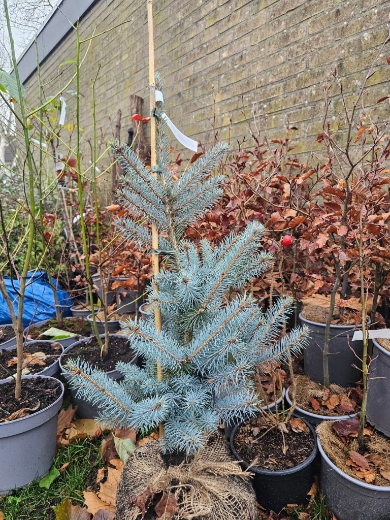 SPAR Picea pungens 'Glauca' Blauwe spar Conifeer, Tuin en Terras, Planten | Tuinplanten, Overige soorten, Volle zon, Lente, Ophalen of Verzenden