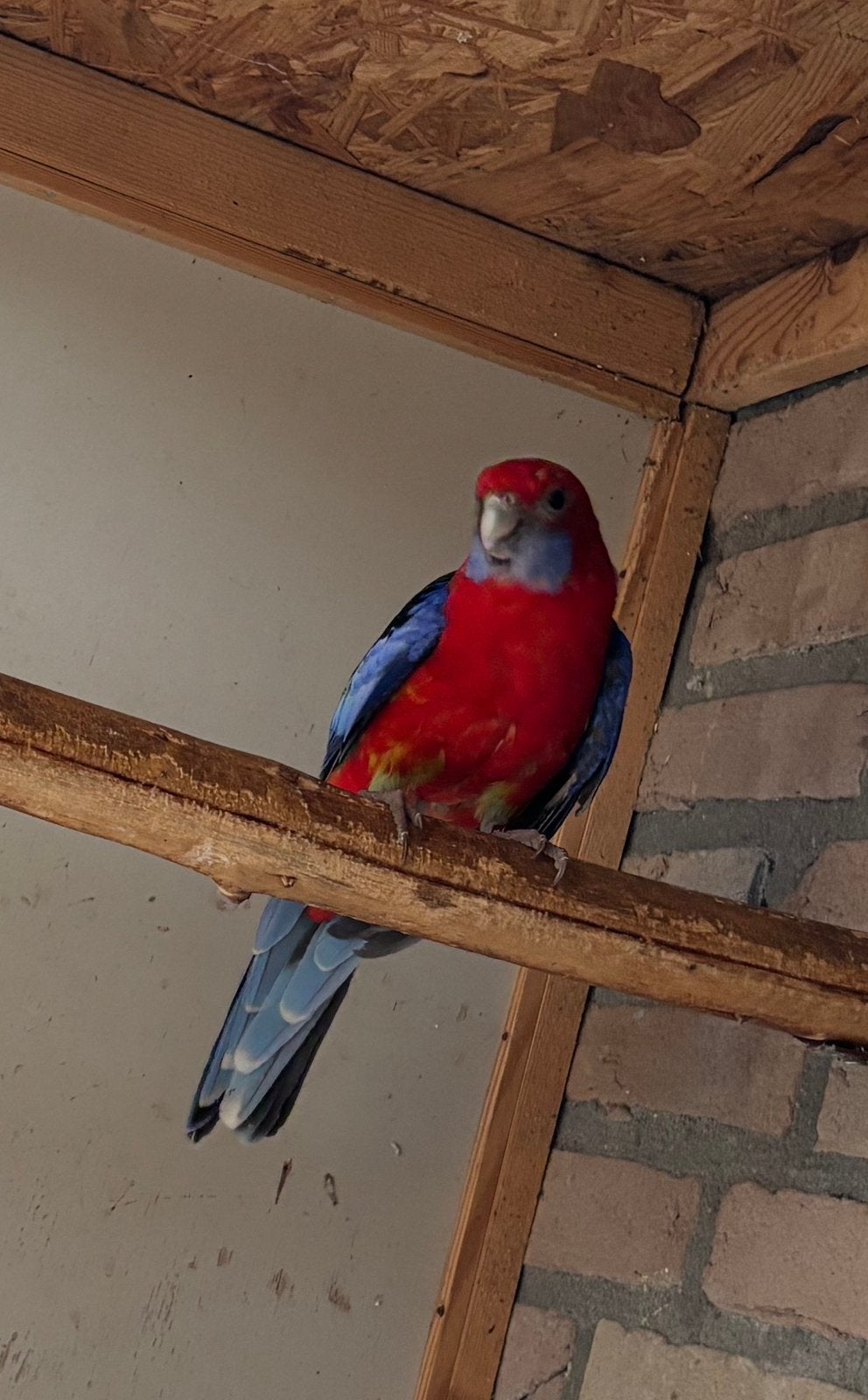 Pennant, Dieren en Toebehoren, Vogels | Parkieten en Papegaaien, Vrouwelijk, Parkiet