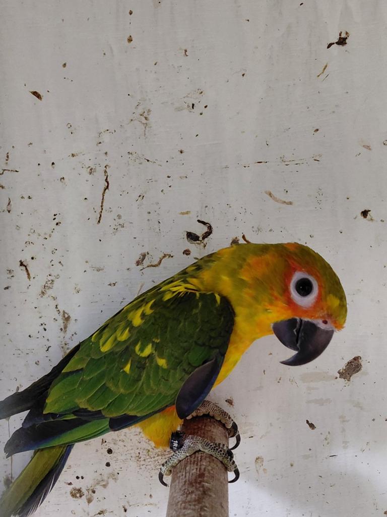 Mannelijke zonparkiet, Dieren en Toebehoren, Mannelijk, Parkiet, Geringd
