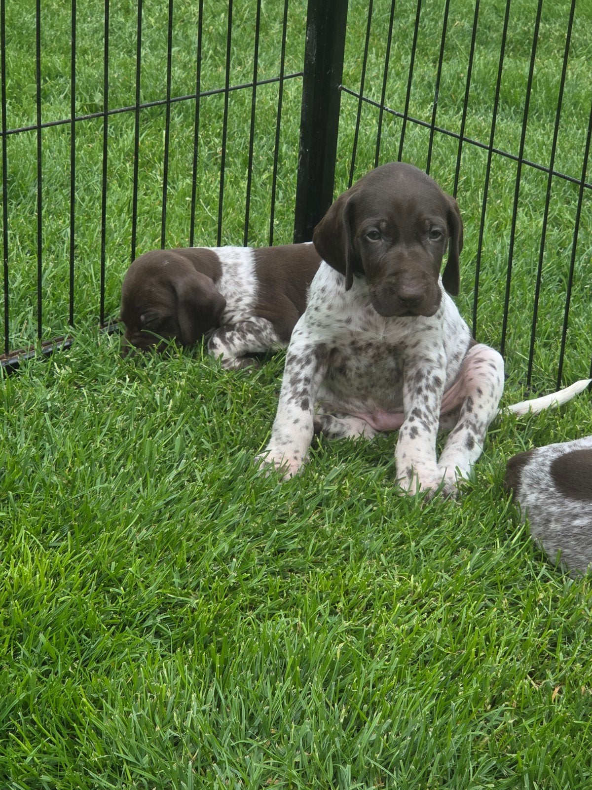 Prachtige duitse staande pups ️, België, Fokker | Hobbymatig, Reu, 8 tot 15 weken