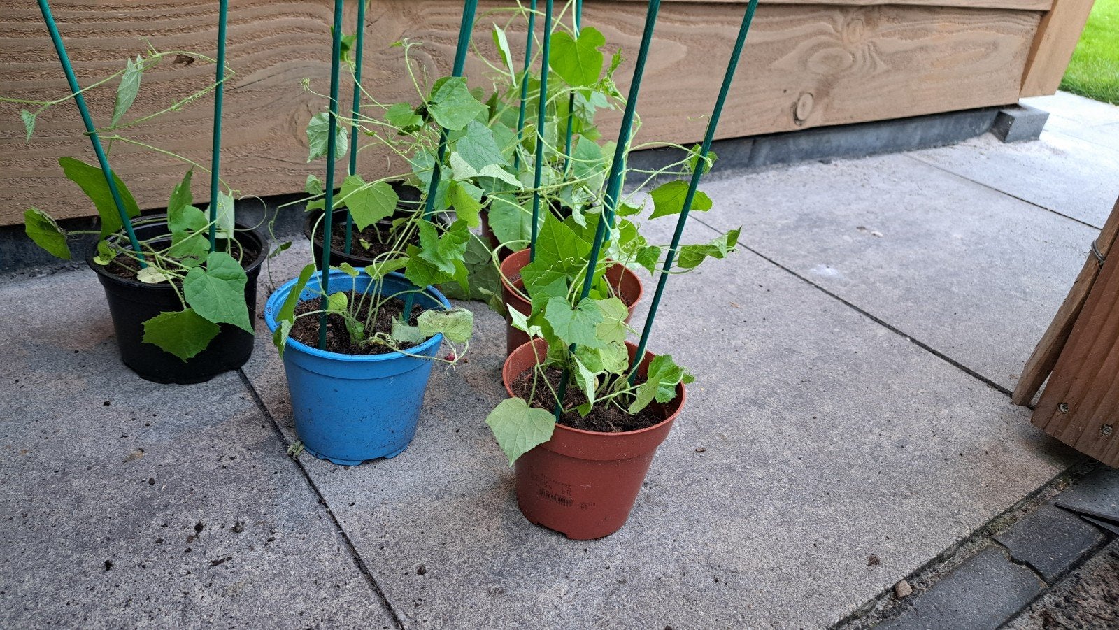 Biologische Muismeloen plantjes, Verzenden, Eenjarig, Groenteplanten, Halfschaduw