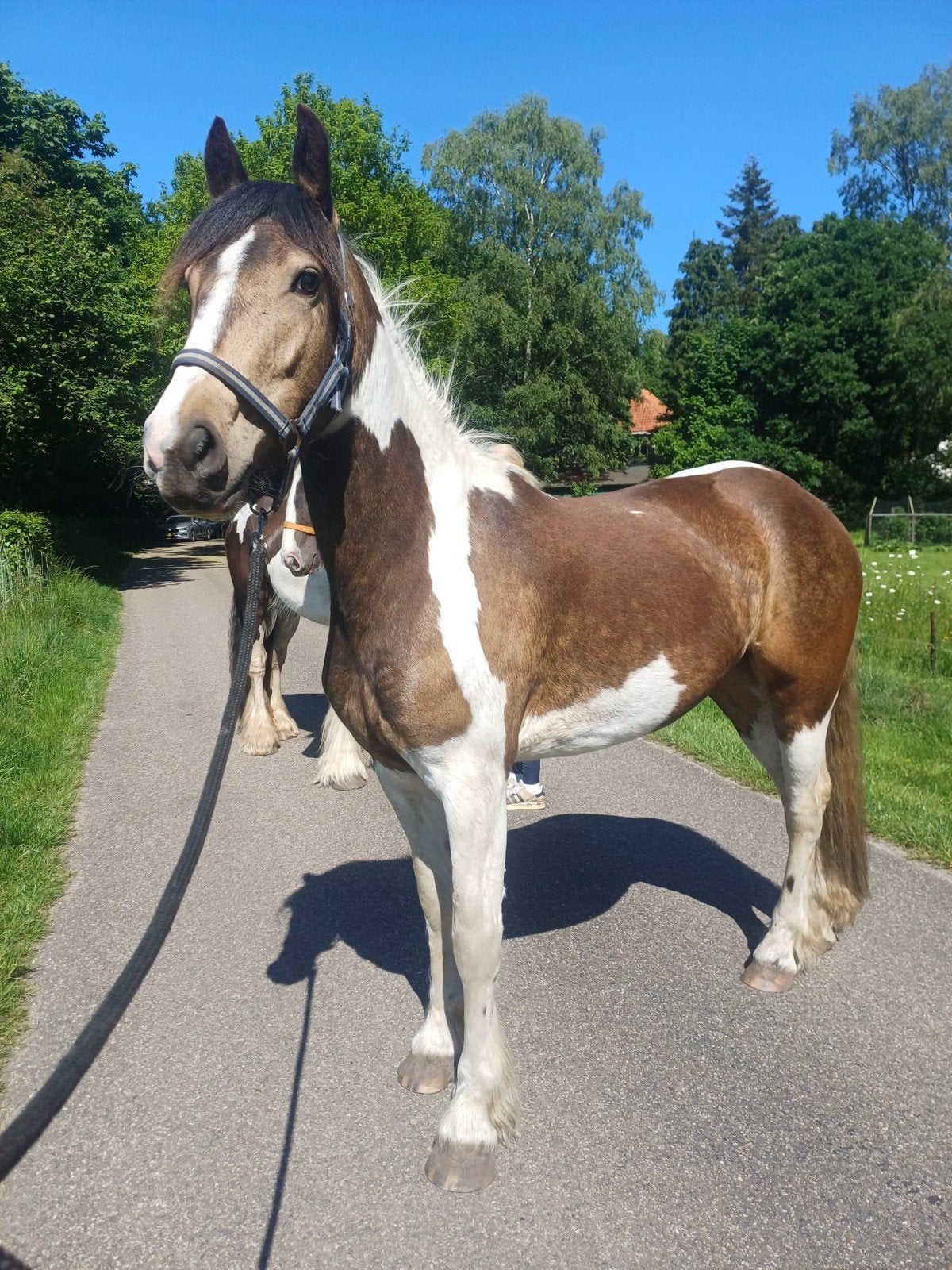 3 jarige valk bonte merrie Fries x tinker, Dieren en Toebehoren, Merrie, 3 tot 6 jaar, Gechipt, Onbeleerd