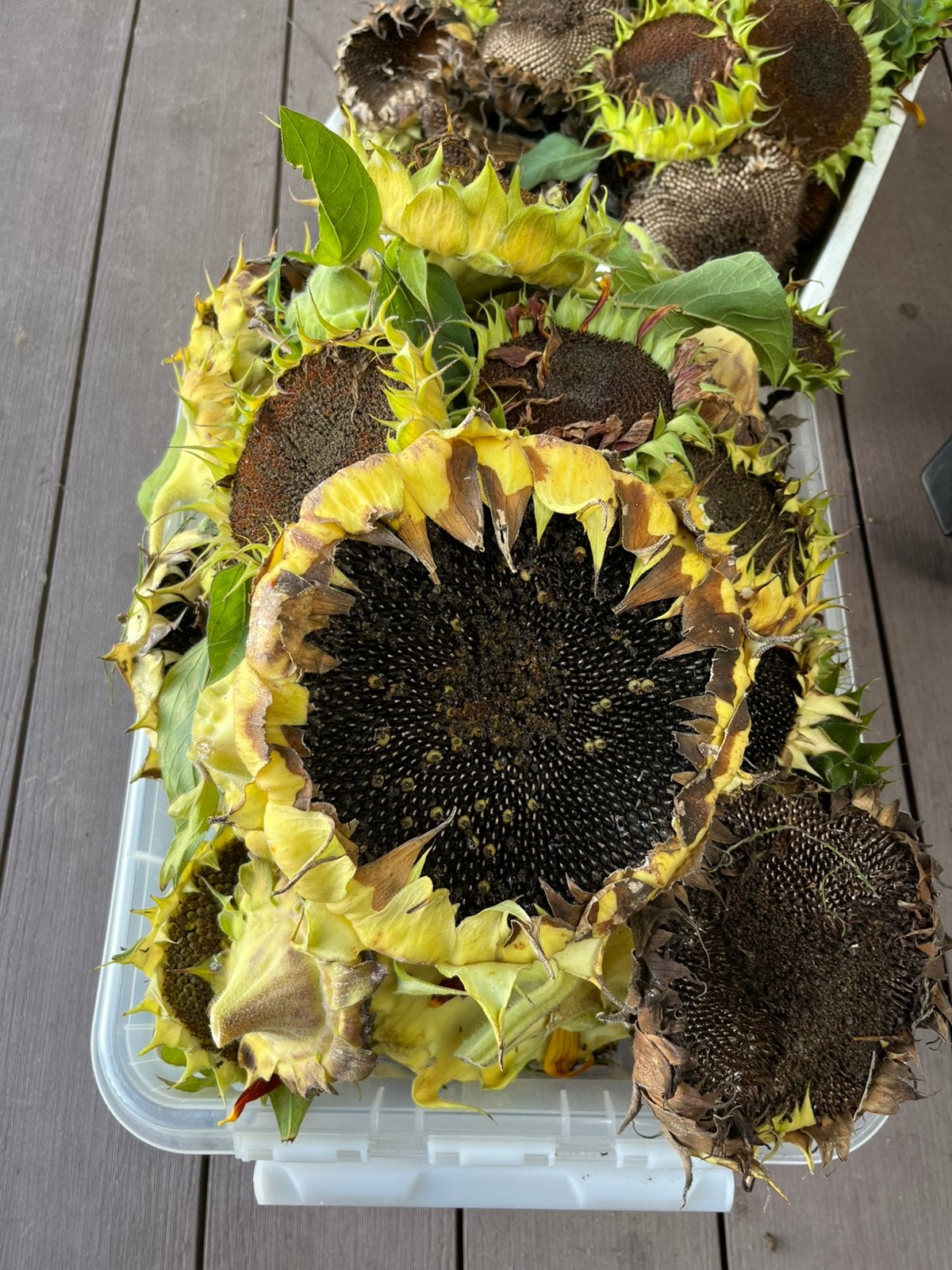 Gratis op te halen uitgebloeide zonnebloemen. Zaden., Ophalen, Volle zon