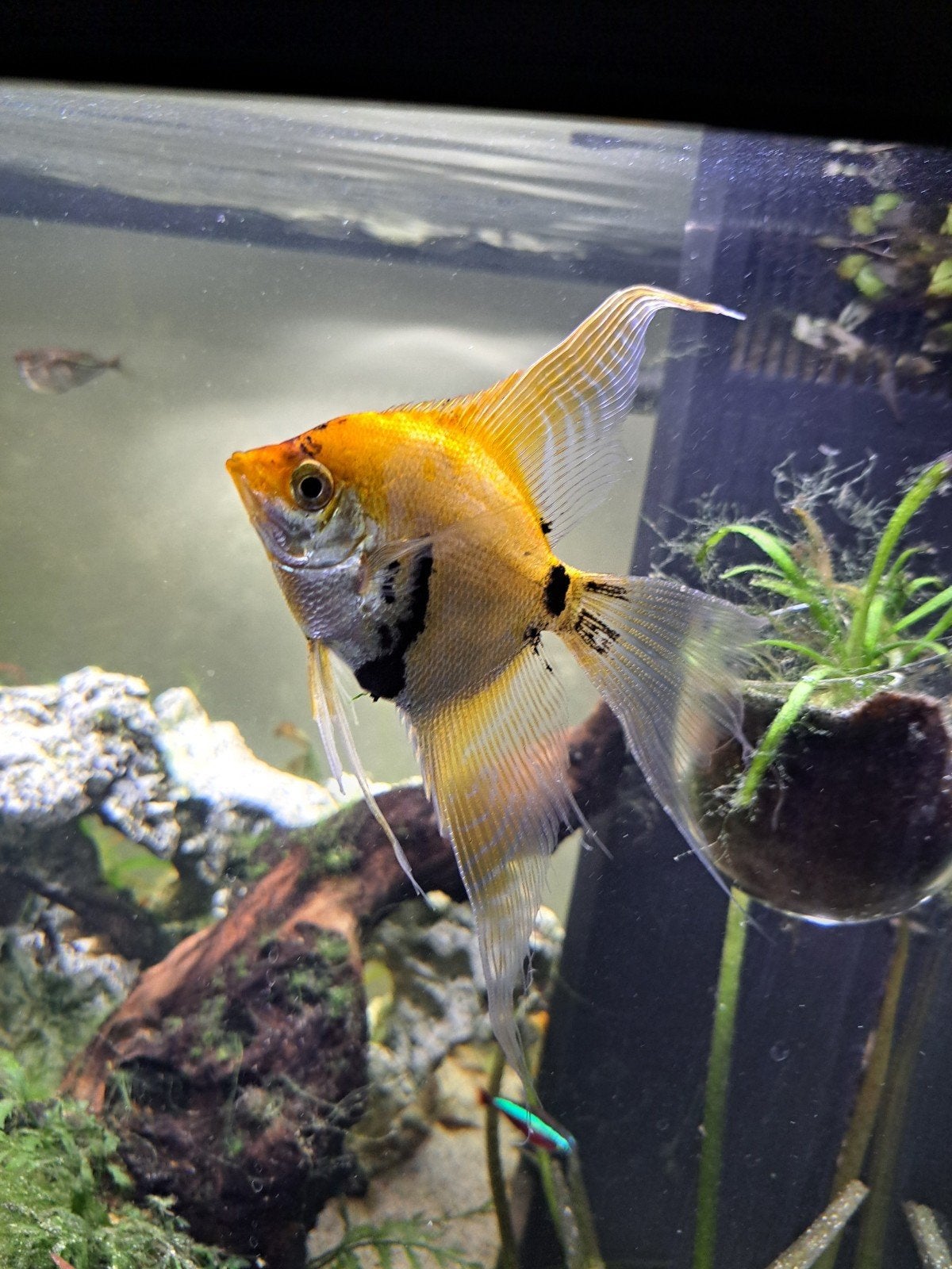 Red Devil Maanvis, Vis
