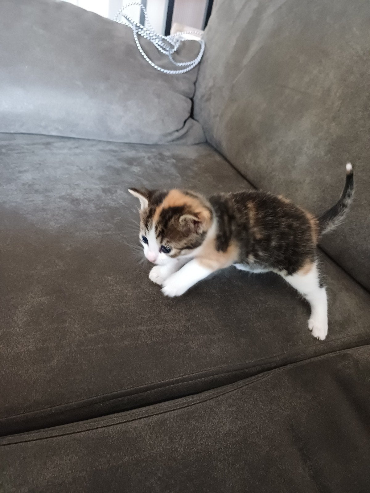 gratis poesje zoek nieuw baasje, Dieren en Toebehoren, Poes, Kortharig, 0 tot 2 jaar