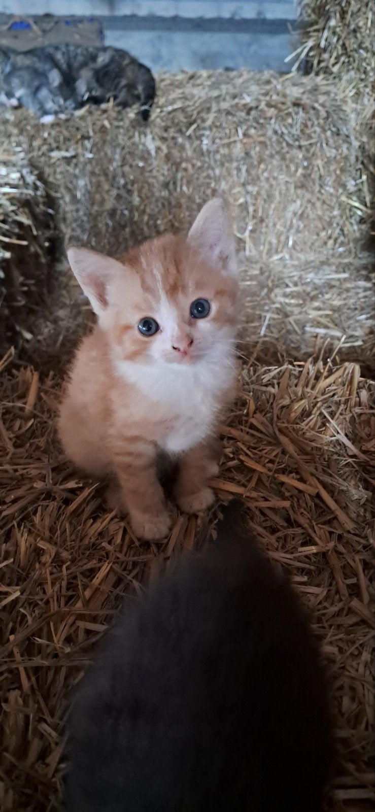 4 jonge poesjes, Poes, Kortharig, 0 tot 2 jaar