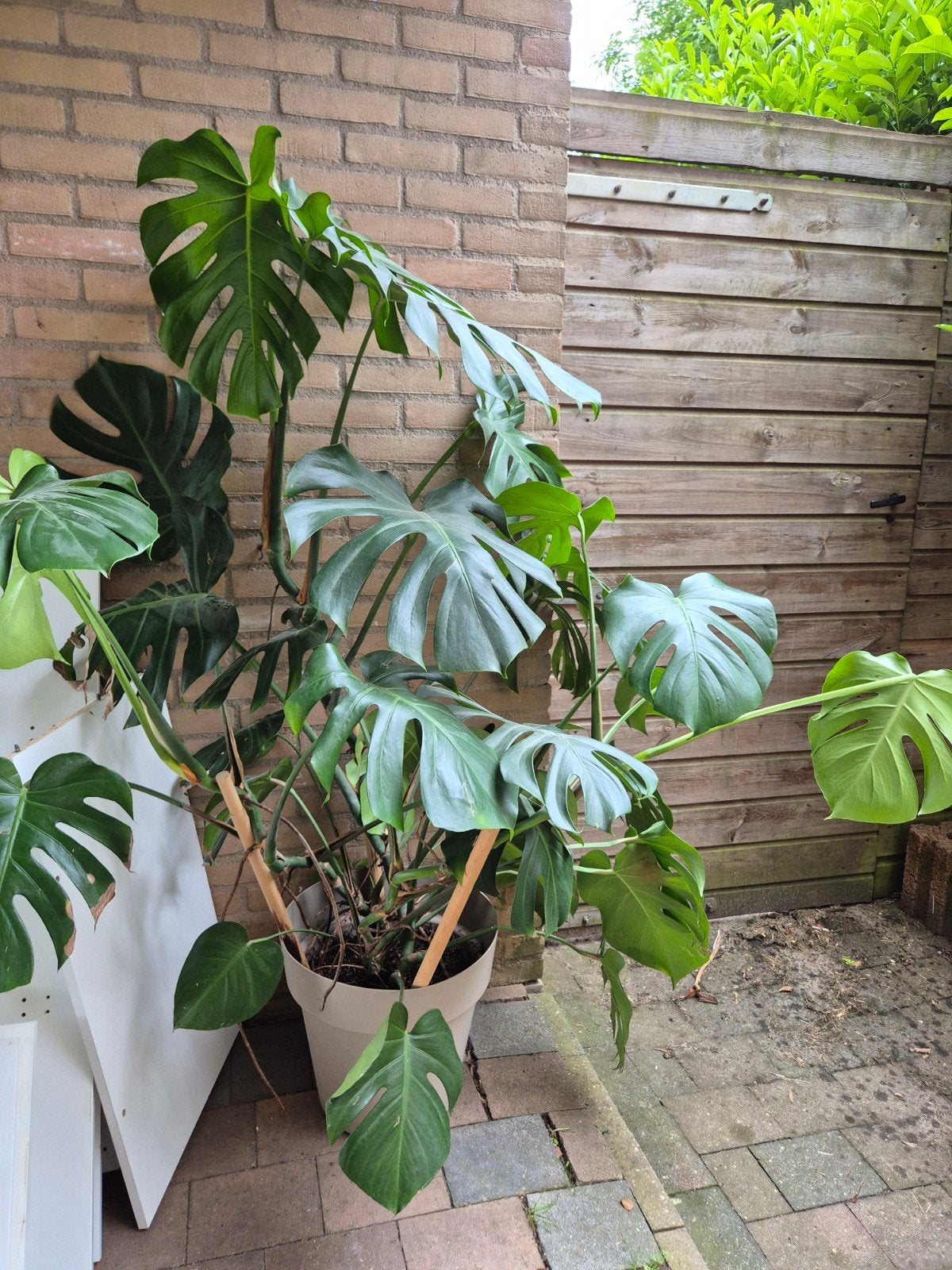 Monstera plant, Huis en Inrichting, Kamerplanten, Ophalen, Overige soorten, Halfschaduw, In pot