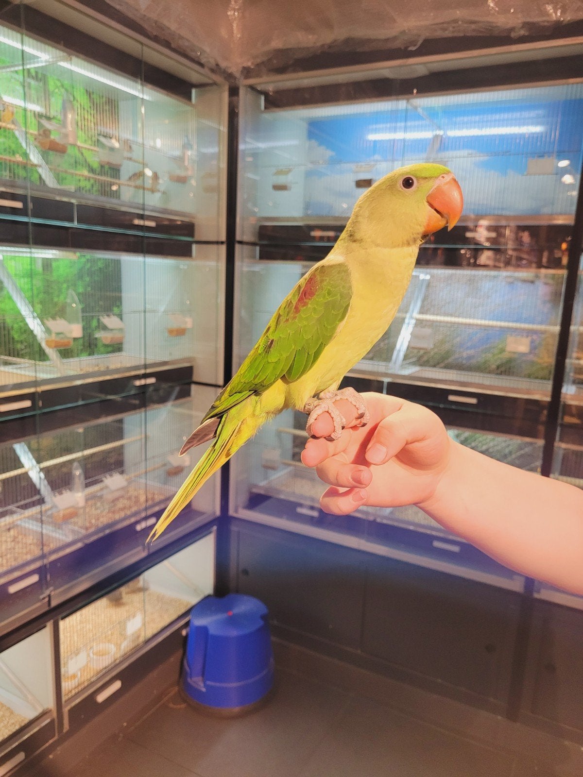Alexanderparkieten super tam, getest en met dna., Dieren en Toebehoren, Vogels | Parkieten en Papegaaien, Papegaai, Meerdere dieren