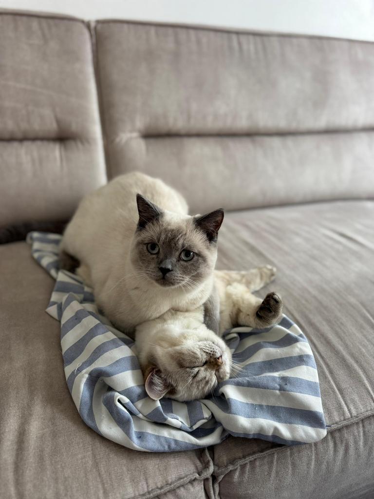 2x britse korthaar (10mnd) met stamboom - lief &sociaal, Dieren en Toebehoren, Katten en Kittens | Raskatten | Korthaar, Kater