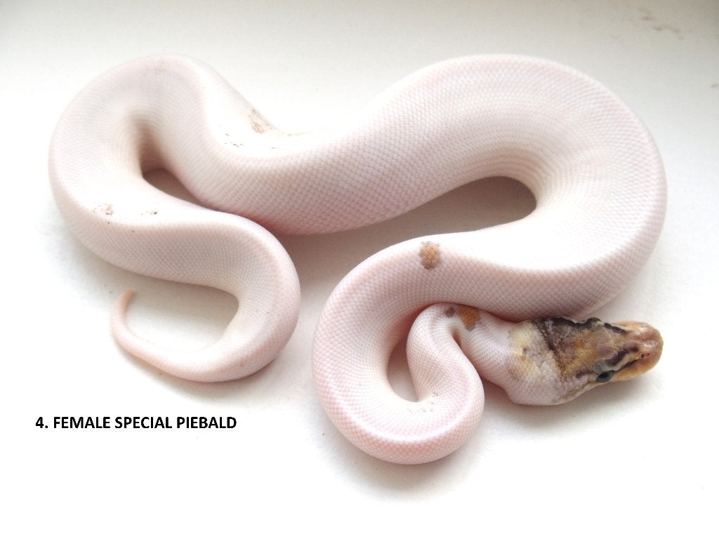 Koningspythons nakweek 2026 Ball Python photo 4