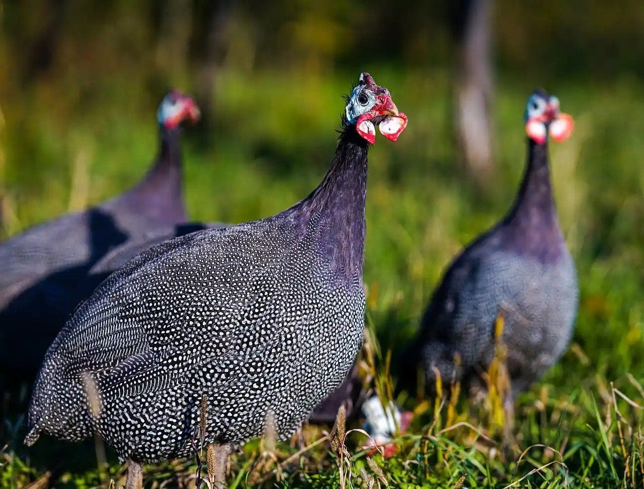 Brons en parelhoenders kuikens, Dieren en Toebehoren, Geslacht onbekend