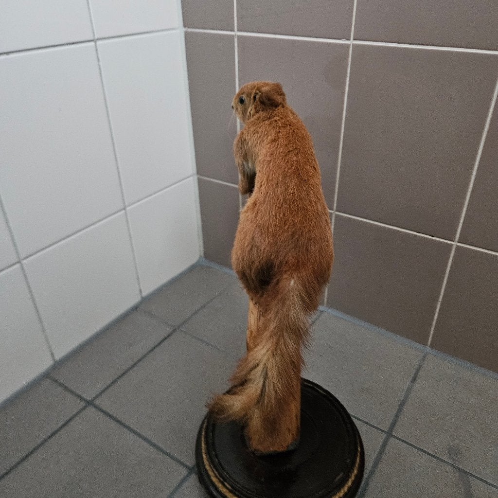 Opgezette eekhoorn opgezet taxidermie taxidermy geprepareerd, Ophalen of Verzenden, Gebruikt, Wild dier, Opgezet dier