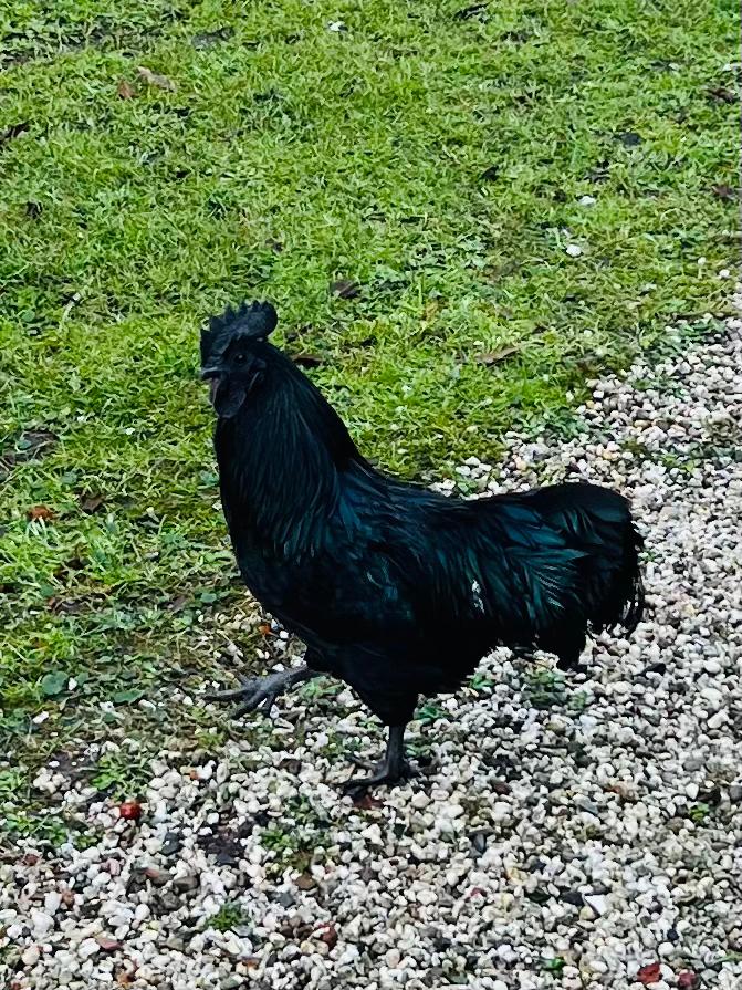Ayam Cemani, zwarte haan, 1 jaar oud, Dieren en Toebehoren, Pluimvee, Mannelijk, Kip